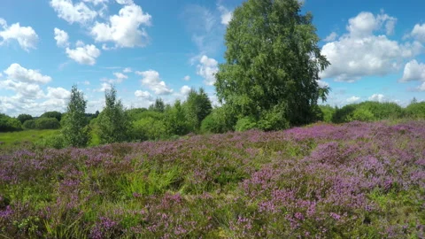 Heather meadow. Stock Footage 114571639
