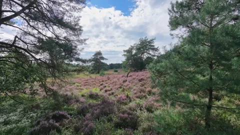 Heather meadow ringed by trees Stock Footage 345088284