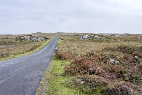 Heather in the middle of a desolate bog landscape in country Galway, Ireland. Fotos de archivo
