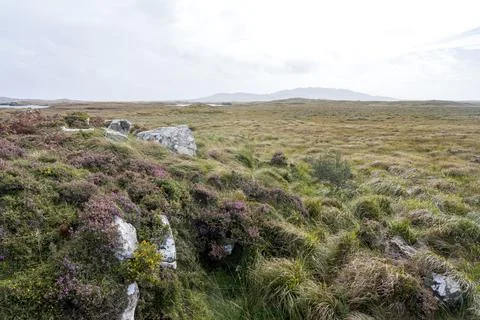 Heather in the middle of a desolate bog landscape in country Galway, Ireland. Stock Photos