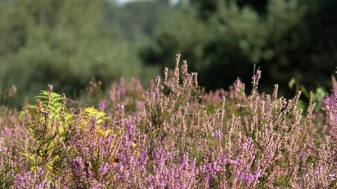 Heather moved by the wind, Mehlinger Heide, heathland, Rhineland-Palatinate Stock Footage 79830105