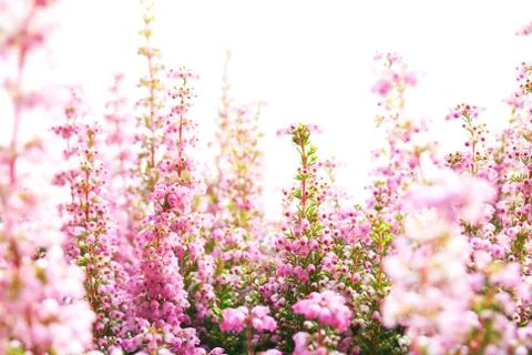 Heather Stock Photos