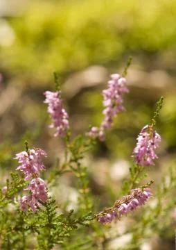 Heather Stock Photos