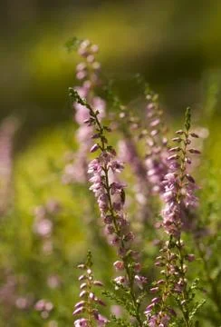 Heather Stock Photos