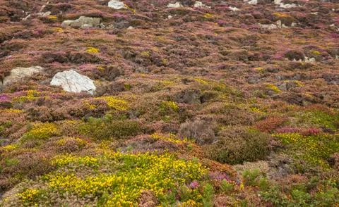 Heather Stock Photos