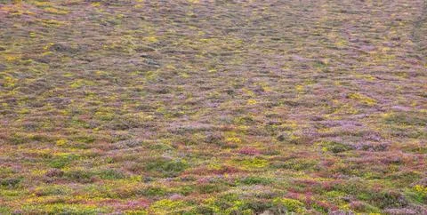 Heather Stock Photos