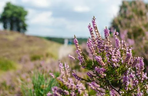 Heather Stock Photos