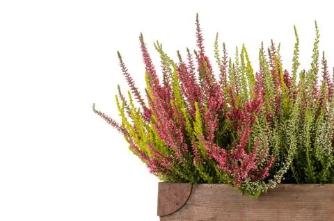 Heather Stock Photos