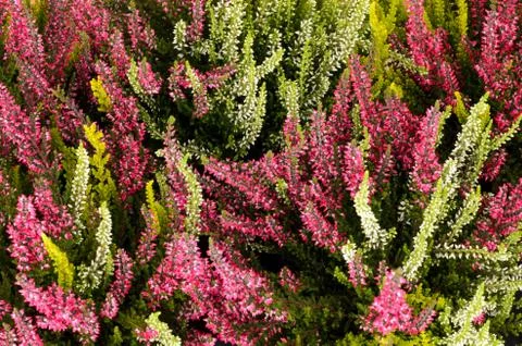 Heather Stock Photos