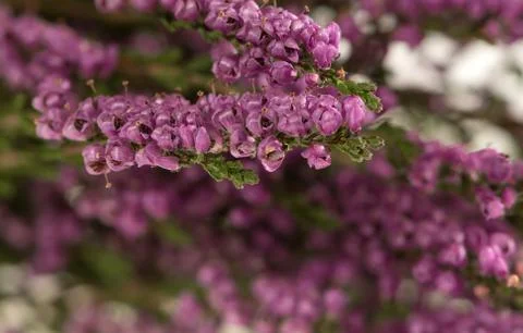 Heather Stock Photos