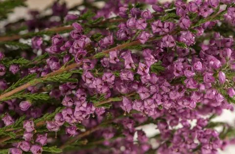 Heather Stock Photos