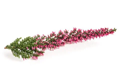 Heather Stock Photos