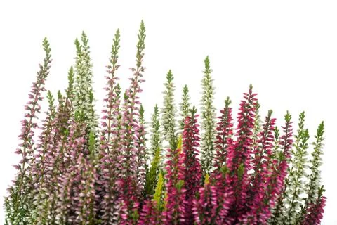 Heather Stock Photos