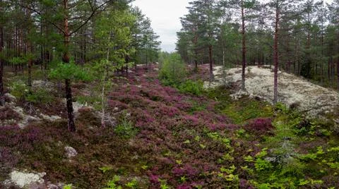 Heather Stock Photos