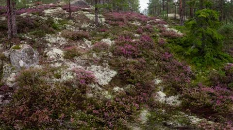 Heather Stock Photos