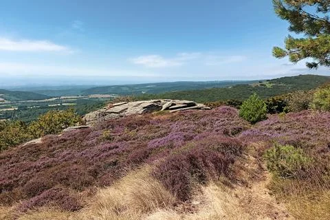 Heather Stock Photos