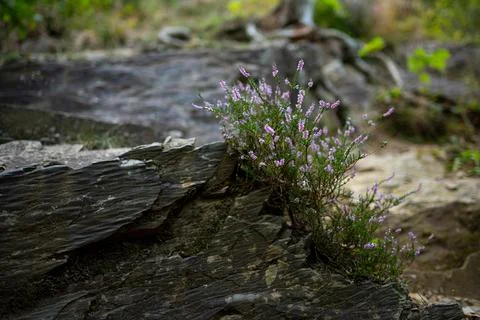 Heather 库存照片