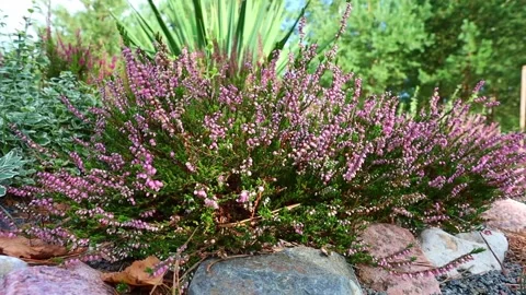 Heather pink in the wind against the sky close up. evergreen pink heather Video stock 179518807