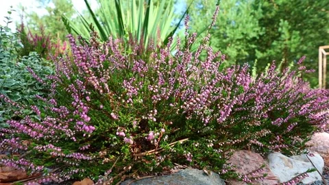 Heather pink in the wind against the sky close up. evergreen pink heather Video stock 179519301
