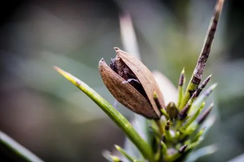 Heather plant bud in spring macro close up stock photo Stock Photos