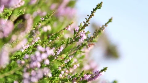 Heather plant Stock Footage 71856050
