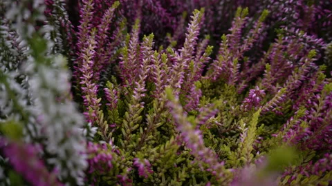 Heather plant Stock Footage 140466774