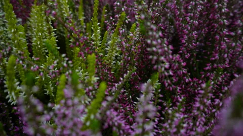 Heather plant Stock Footage 140467744