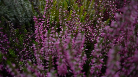 Heather plant Stock Footage 140467787