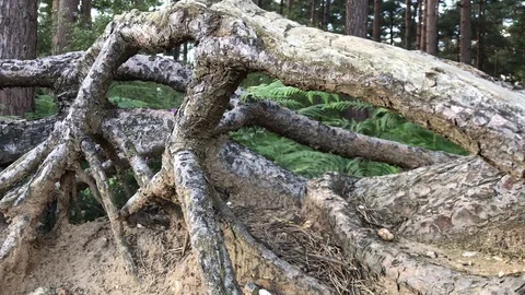 Heather in the woods Stock Footage 111539528