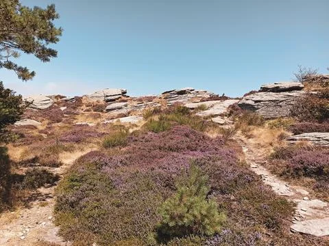 Heathers Stock Photos