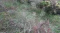 Heathland ground structure pan with plants and flowers HD Footage