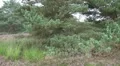 Heathland pan view with Heath plants and Pine trees HD Footage