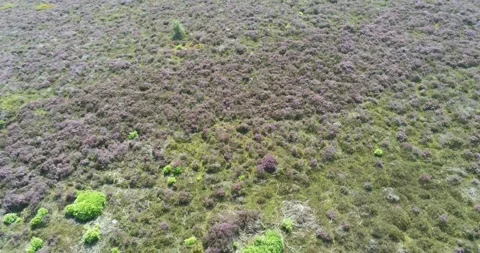 Heathland - Peak District, UK Stock Footage 204037527