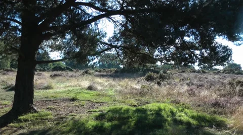 Heathland in Soft Sunlight 2 動画素材 35606215