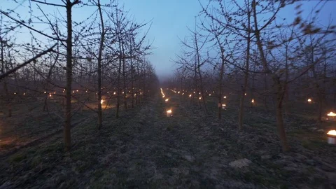 Heating fruit trees, protection against frost, dawn Stock Footage 107202123