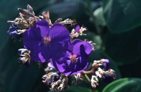 Heats of sun in violet format Foto stock