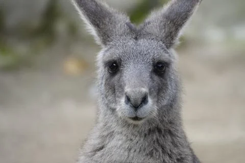 Heatshot of a kangaroo. Foto stock