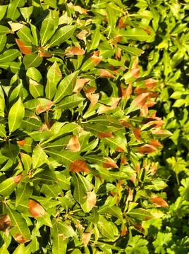 Heatwave damage on foliage Stock Photos
