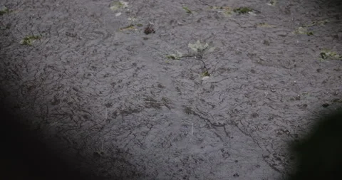 Heave rain with shower with hail Видео 135301212