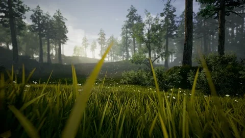 In The Heaven Forest Stock Footage 86119850