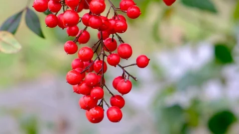 Heavenly bamboo fruit berries closed up shot Video stock 124724853