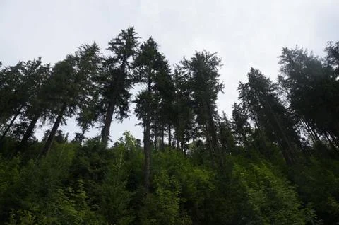 Heavenly forest Stock Photos