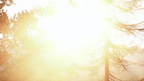 Heavenly light filtering through pine foliage Ilustración de archivo
