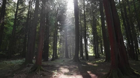 Heavenly sun beam sunlight ray through the trees in forest meadow. Stock Footage 284085504