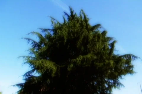 Heavenly tree Video stock 311555