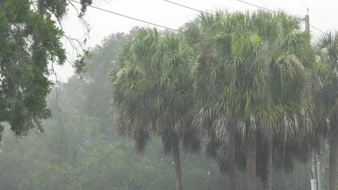 Heavey rain storm on palm trees Stock Footage 134490475
