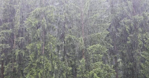 Heavi rain falling with conifer mountain forest in the background Видео 111538024