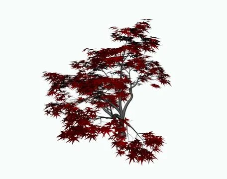 Heavily branched tree of a red maple 스톡 일러스트