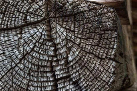 Heavily checked and split endgrain detail of old wood timber Stock Photos