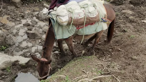 Heavily Loaded Mules Drinking from a Small Water Pool on Mountain Trail Stock Footage 344512055